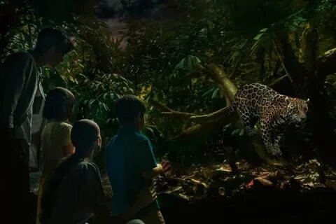Singapore Night Safari